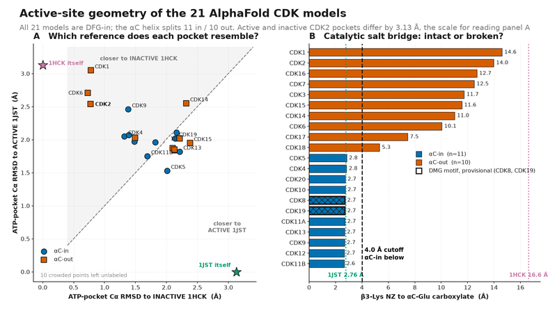 Active-site conformations across the CDK family