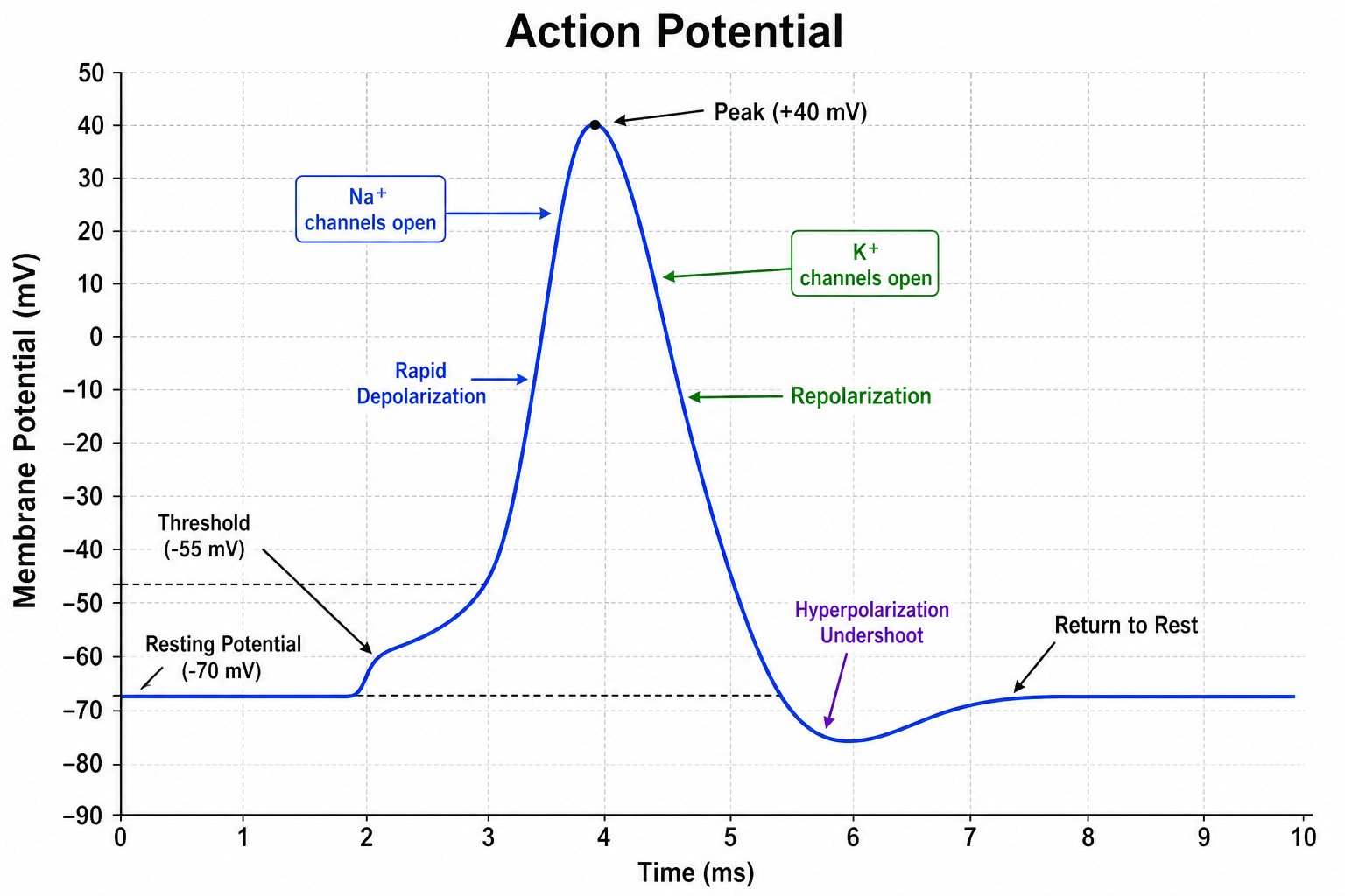 GPT Image 2 sample for neuro-action-potential