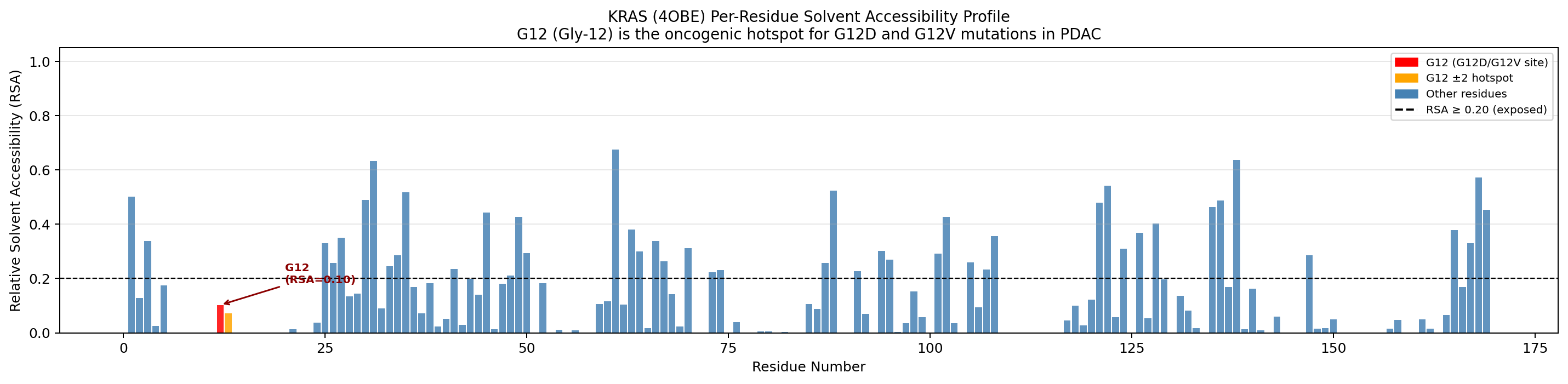 Per-residue RSA bar chart across all 169 KRAS residues, with G12 annotated below the surface-exposure threshold.
