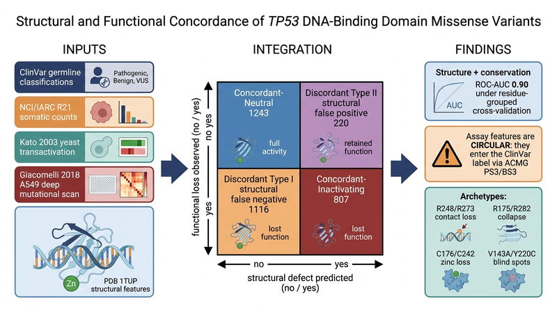 Graphical abstract of the TP53 concordance analysis