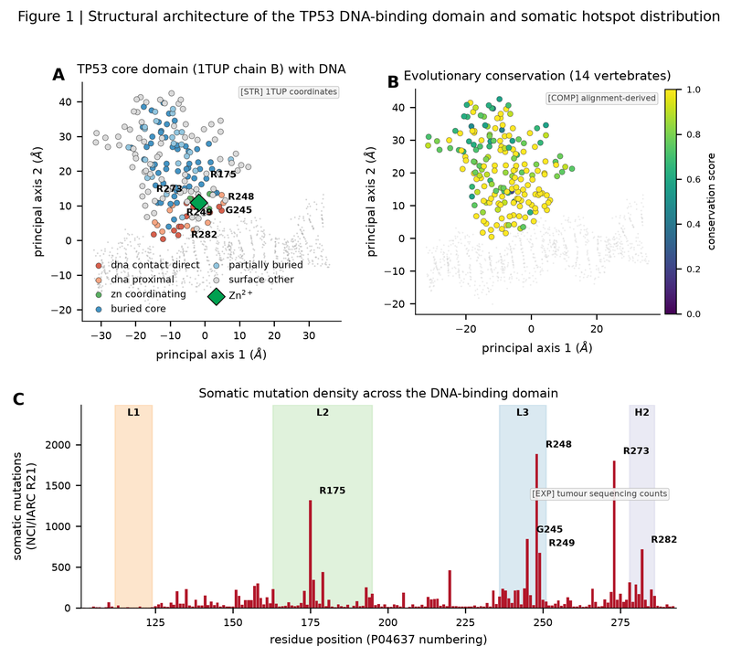 Structural architecture of the TP53 DNA-binding domain and somatic hotspot distribution