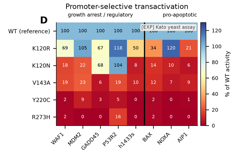 Promoter-resolved transactivation for five archetype variants and wild type