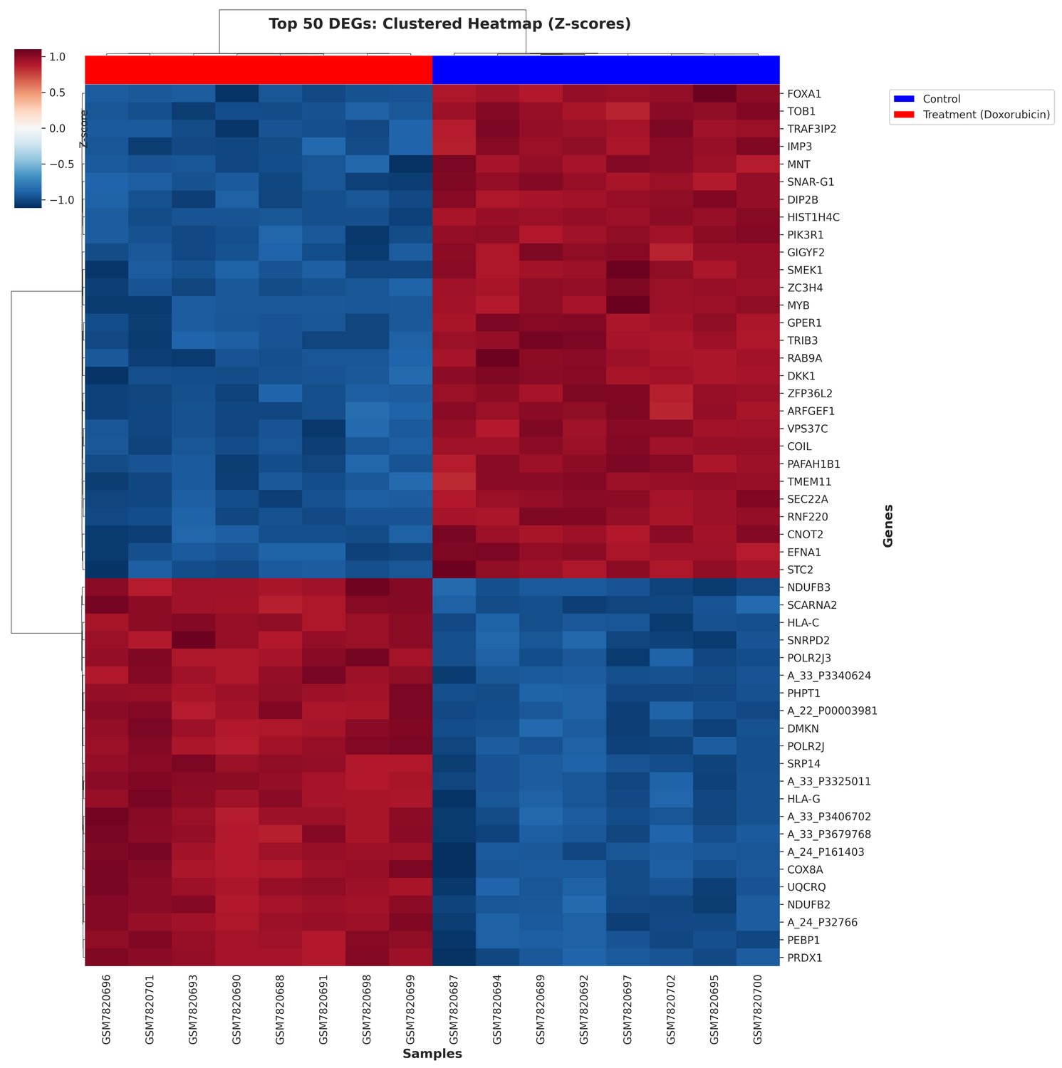 Clustered heatmap of top 50 DEGs (z-score normalized)