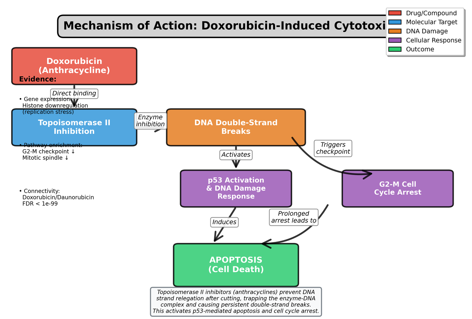High-resolution (300 DPI) biological pathway diagram illustrating MoA